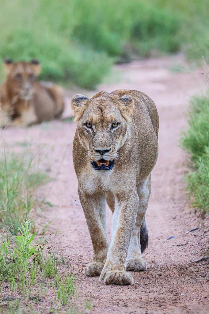 A lioness from the Southern Pride walks along the road during our sighting. A lioness from the Southern Pride walks along the road during our sighting.