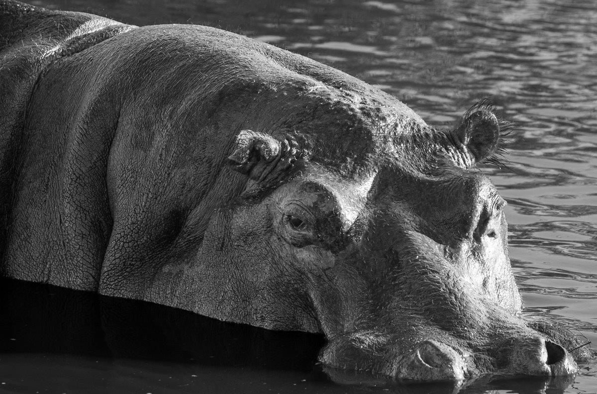 Jason Street Hippo Sabi Sabi Jason Street Hippo Sabi Sabi