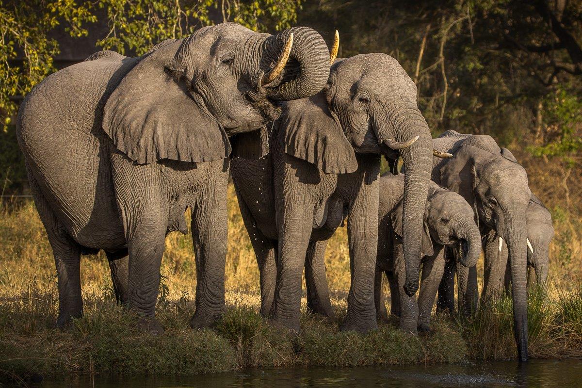 Herd of elephants arriving at a waterhole Herd of elephants arriving at a waterhole