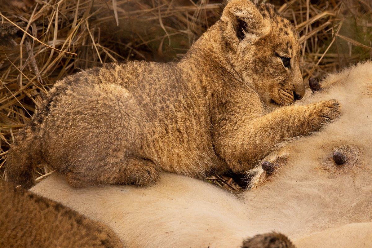 Msuthlu lion cubs feeding, a heartwarming moment of the young lions growing strong. Msuthlu lion cubs feeding, a heartwarming moment of the young lions growing strong.