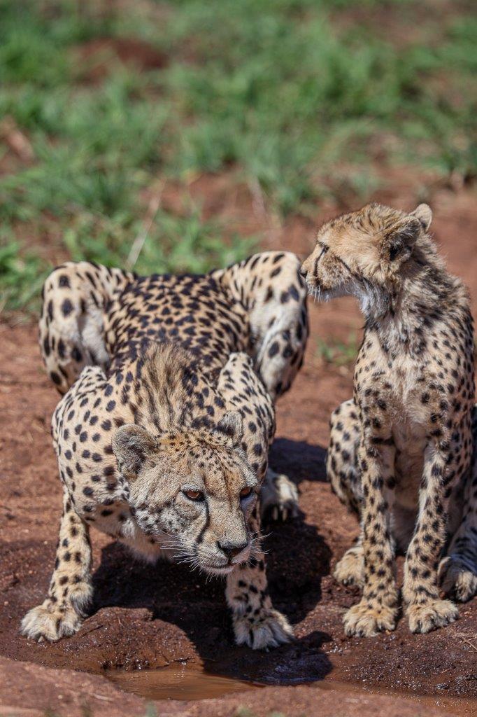 A young cheetah learns from its mother. A young cheetah learns from its mother.