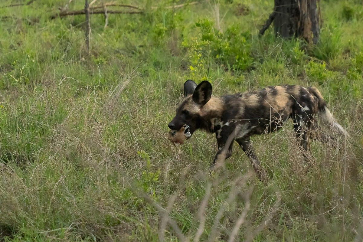 Sabi Sabi Franco Hay Wild Dog Sabi Sabi Franco Hay Wild Dog