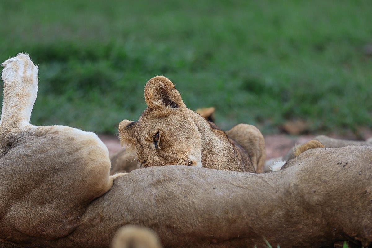 The Msuthlu lion pride rests. The Msuthlu lion pride rests.