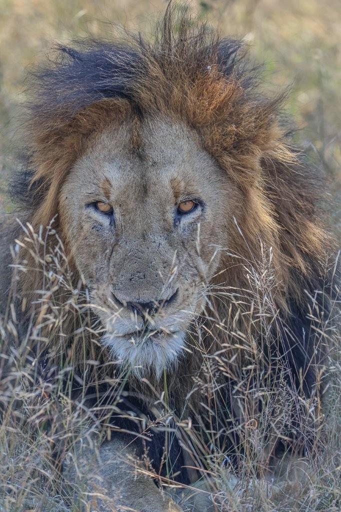 A Gijima male lion photographed through the wispy grass. A Gijima male lion photographed through the wispy grass.