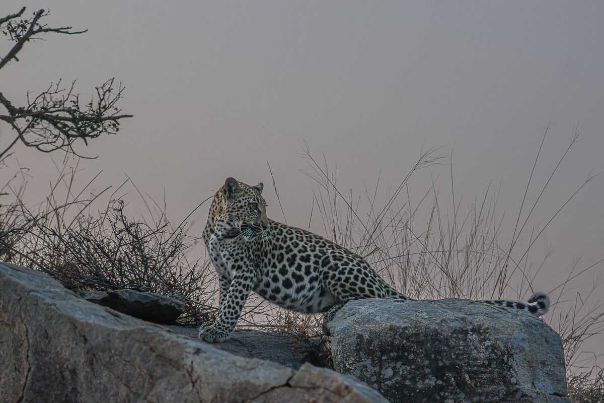 Sabi Sabi Ruan Mey Golonyi On Rocks Sabi Sabi Ruan Mey Golonyi On Rocks