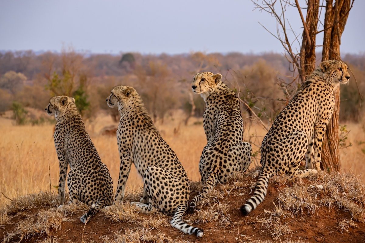 Sabi Sabi Jan Nel Makathini Cheetahs Sabi Sabi Jan Nel Makathini Cheetahs