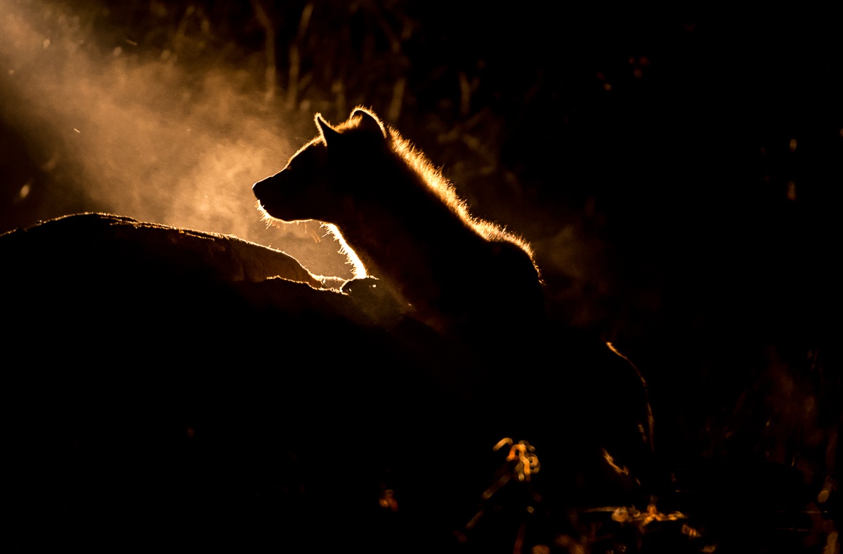 Spotted! A hyena is seen during a night drive in the Sabi Sabi.