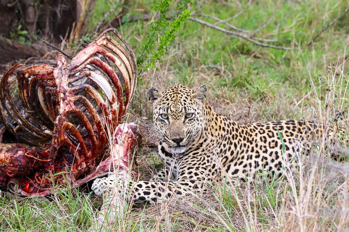 The Mawelawela male leopard rests beside the zebra carcass, alert for approaching scavengers.