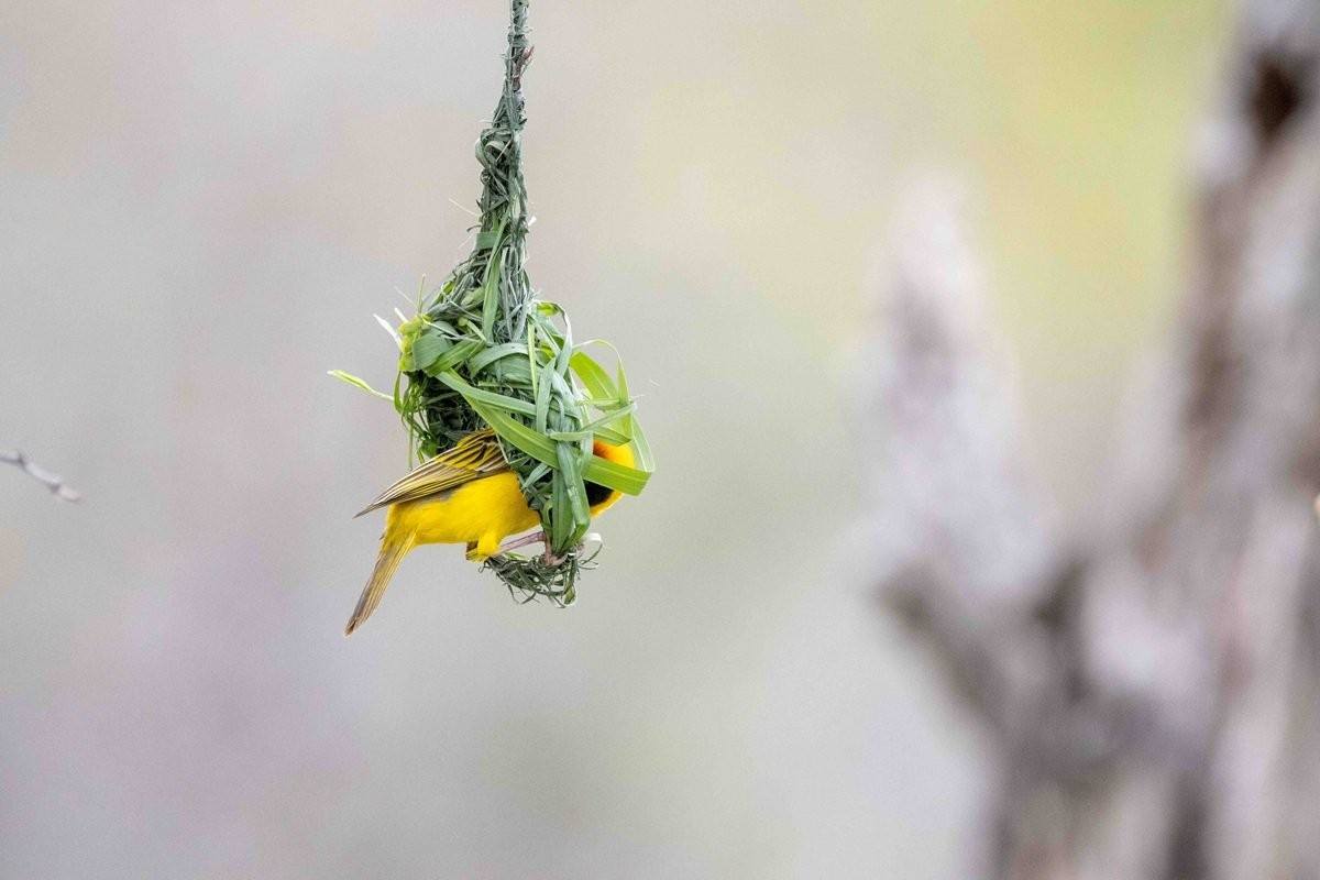 A Village weaver in the process of building a nest. 