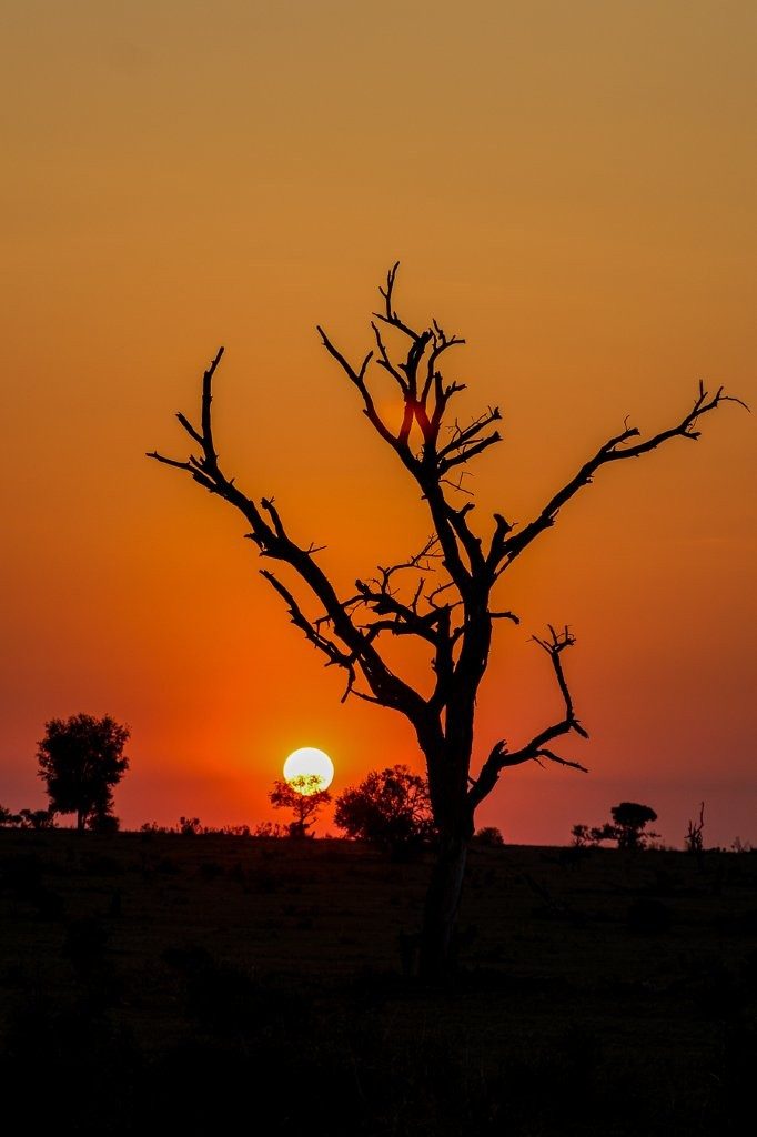 Sabi Sabi Ruan Mey Sunset