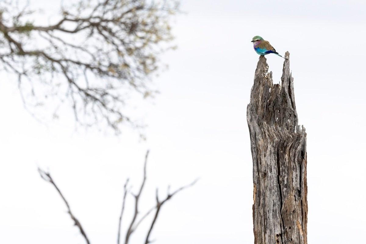Sabi Sabi Benjamin Loon Lilac Breasted Roller