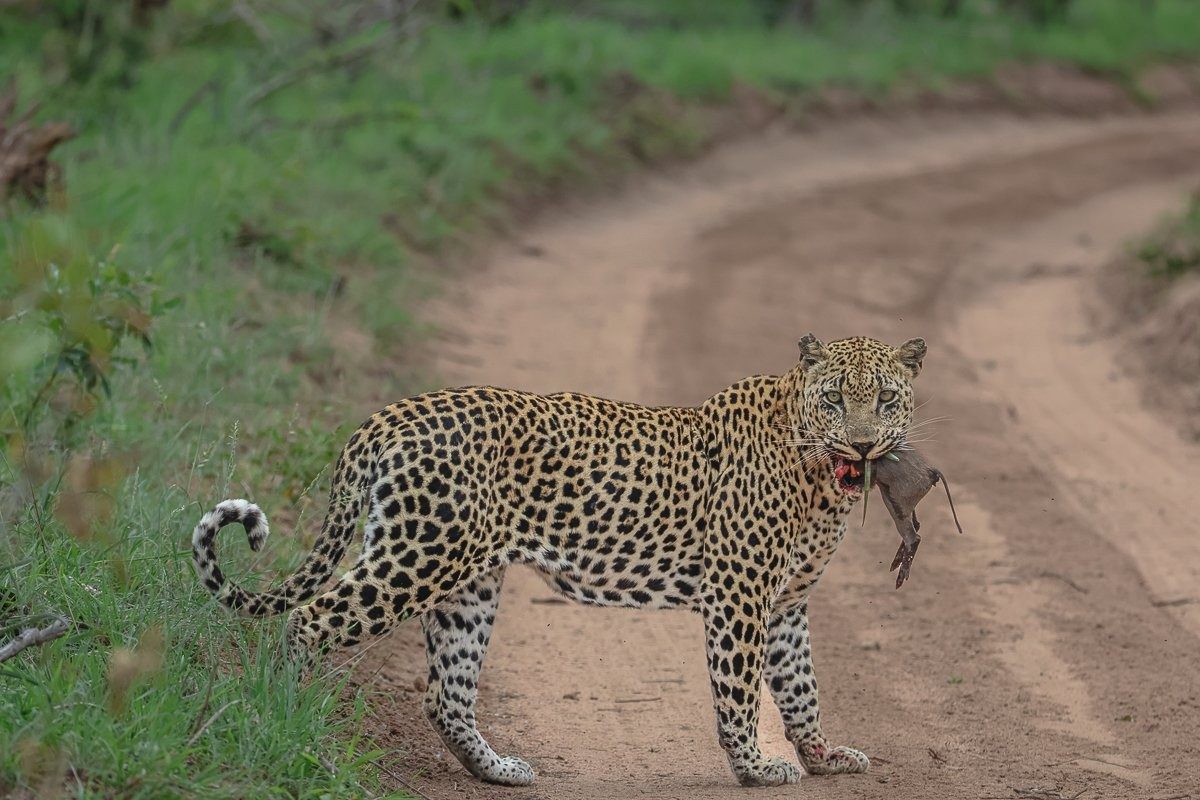 A leopard spotted on the road near Sabi Sabi with a warthog kill. 