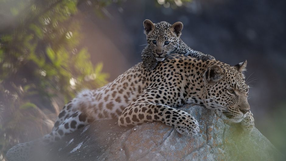 Sabi Sabi Beyond The Moment Leopard And Cub