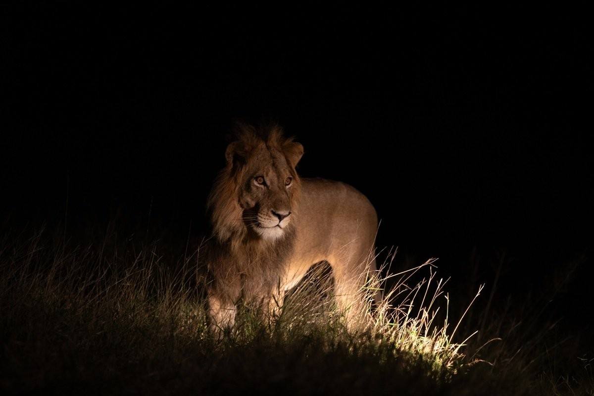 Male lion from N’waswishaka coalition seen after dark.