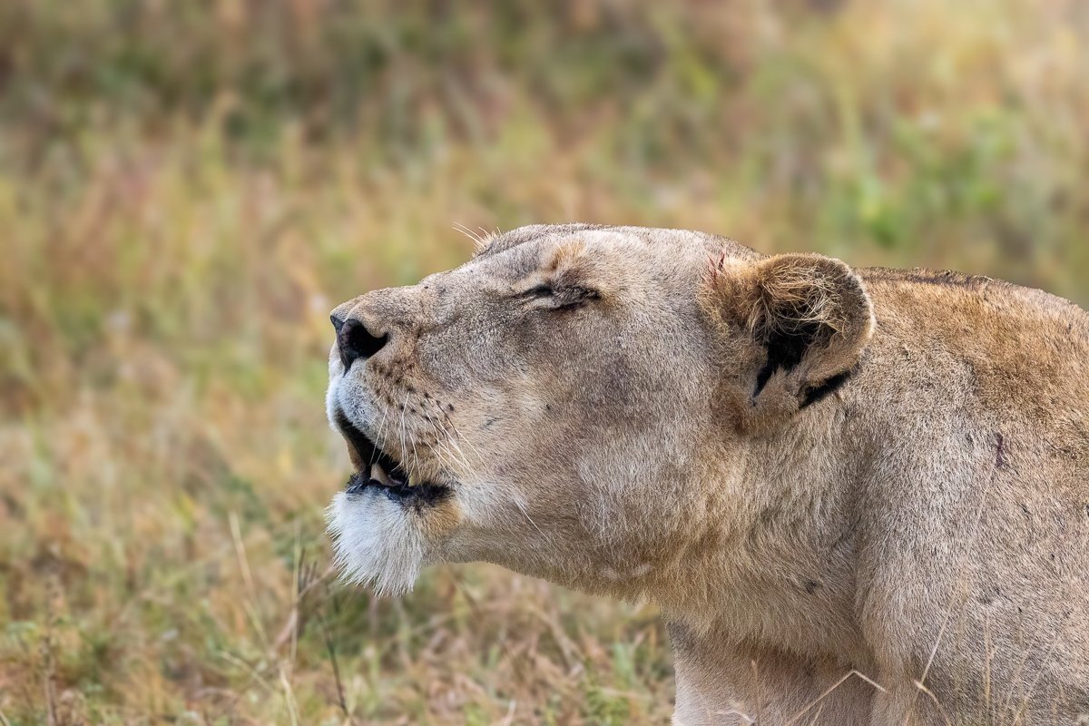 N’waswishaka lion resting after morning patrols