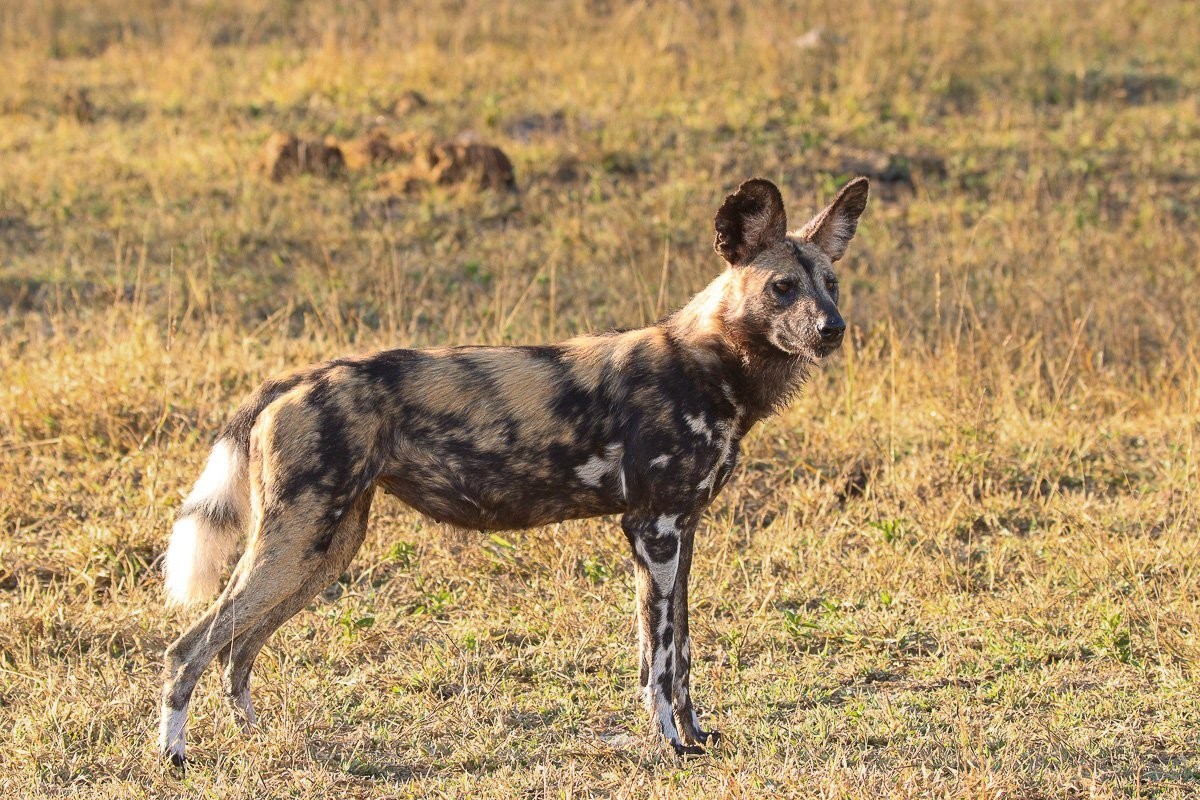 African wild dogs confronting spotted hyenas over a stolen kill