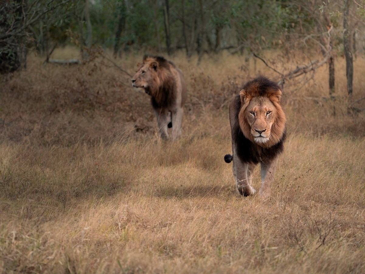 N’waswishaka male lions resting in the sunshine