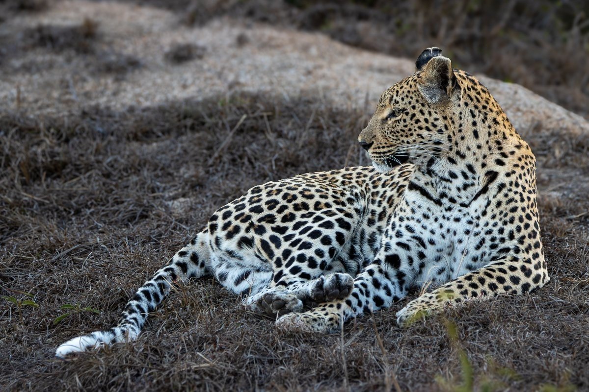 Sabi Sabi Ronald Mutero Ntsumi Leopardess Stalking Impala From Riverbed