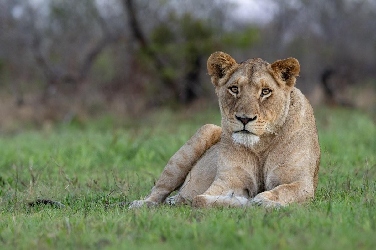 Southern Pride lioness resting in the open bushveld.
