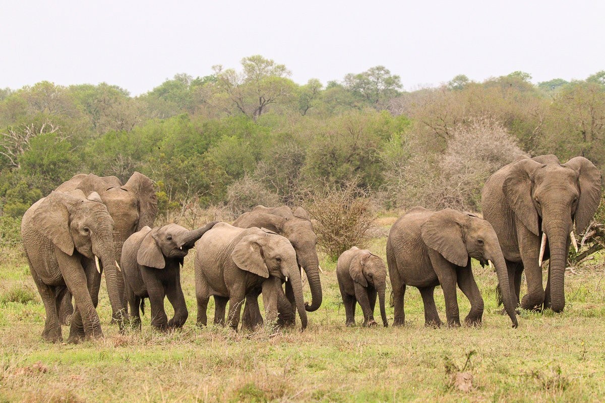 Young elephant calves playing together in a clearing