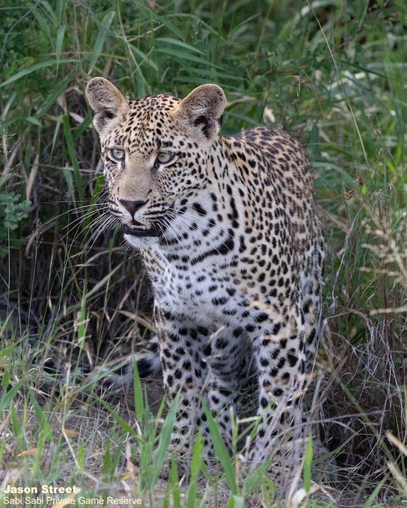 A18Jason Street Ntsumi Cub 210123 2 Final A18Jason Street Ntsumi Cub 210123 2 Final