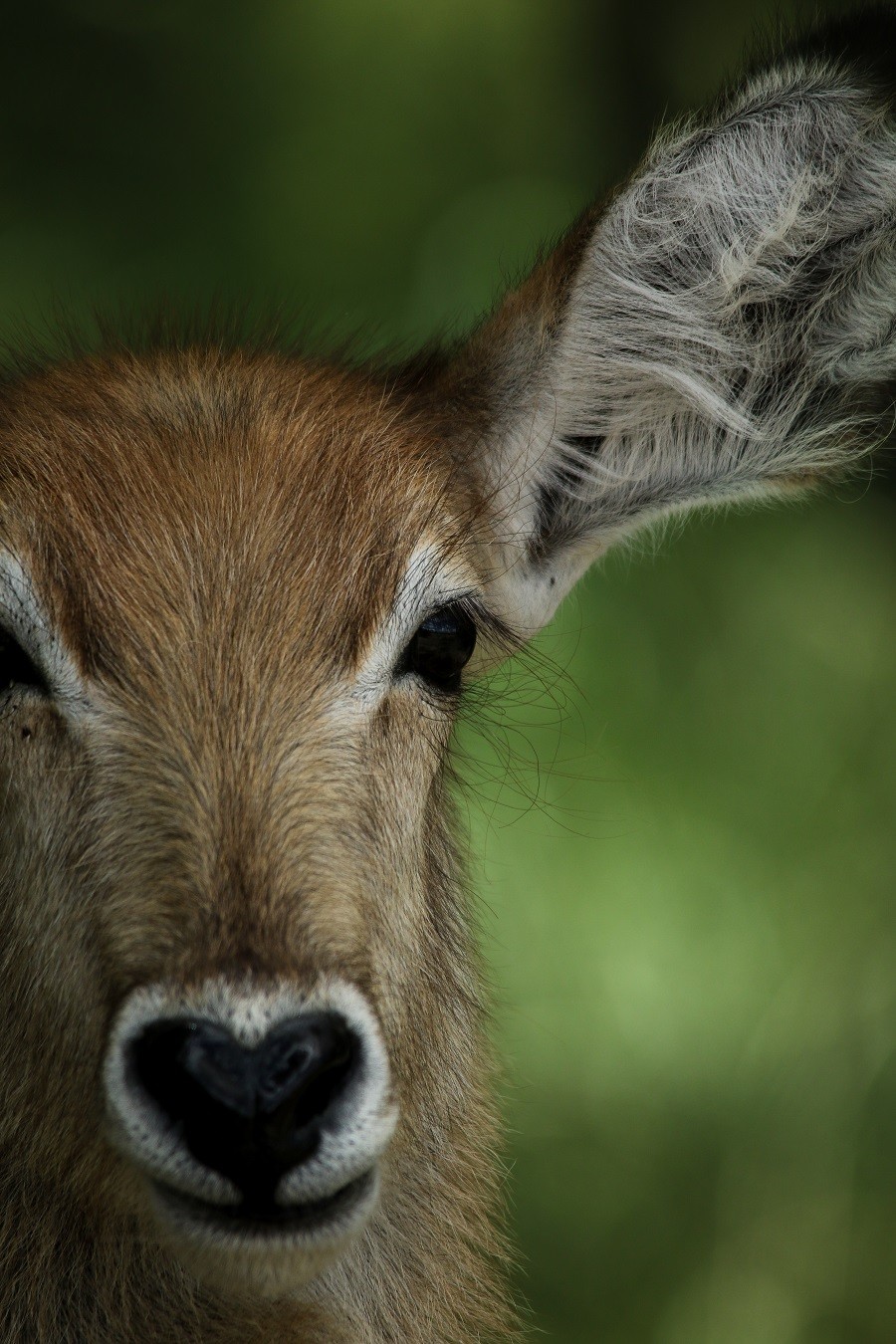 A31Ally Ross 20230126 Waterbuck 01 Final A31Ally Ross 20230126 Waterbuck 01 Final