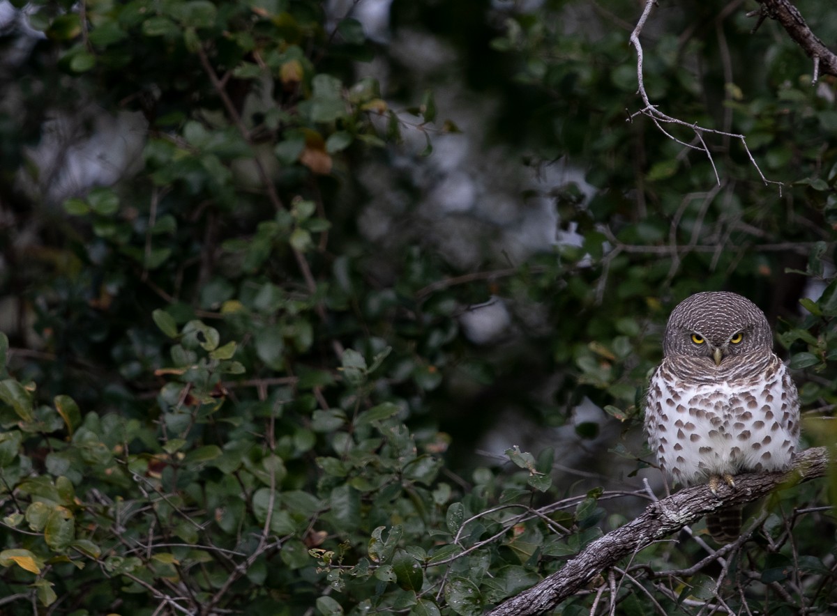A34Jason Street   Barred Owelette   100622 Final