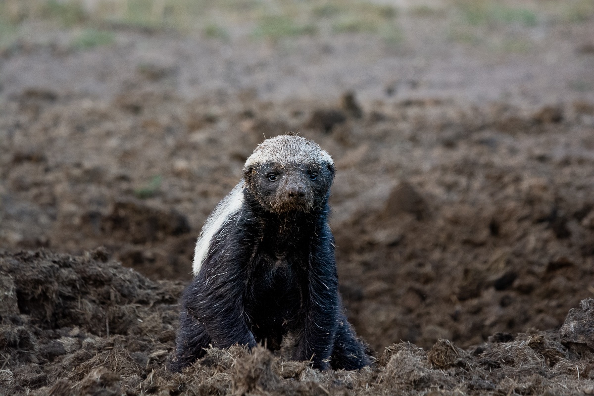 Guests at Sabi Sabi were delighted to spend a little over two hours watching this Honey badger digging in the ground. Guests at Sabi Sabi were delighted to spend a little over two hours watching this Honey badger digging in the ground.