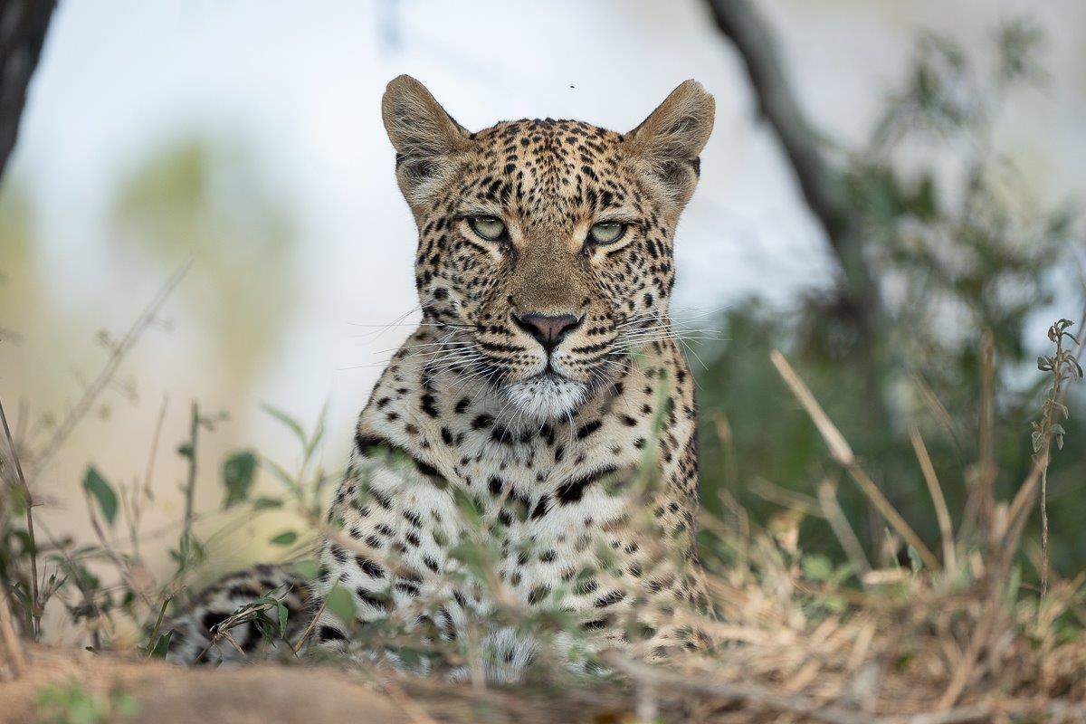Leopards are known for their resourcefulness to thrive even in a human-dominated landscape. Leopards are known for their resourcefulness to thrive even in a human-dominated landscape.