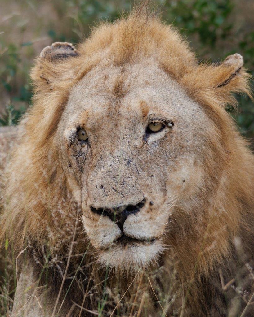 Beneath the vast African sky, the Nkuhuma male rests. Beneath the vast African sky, the Nkuhuma male rests.