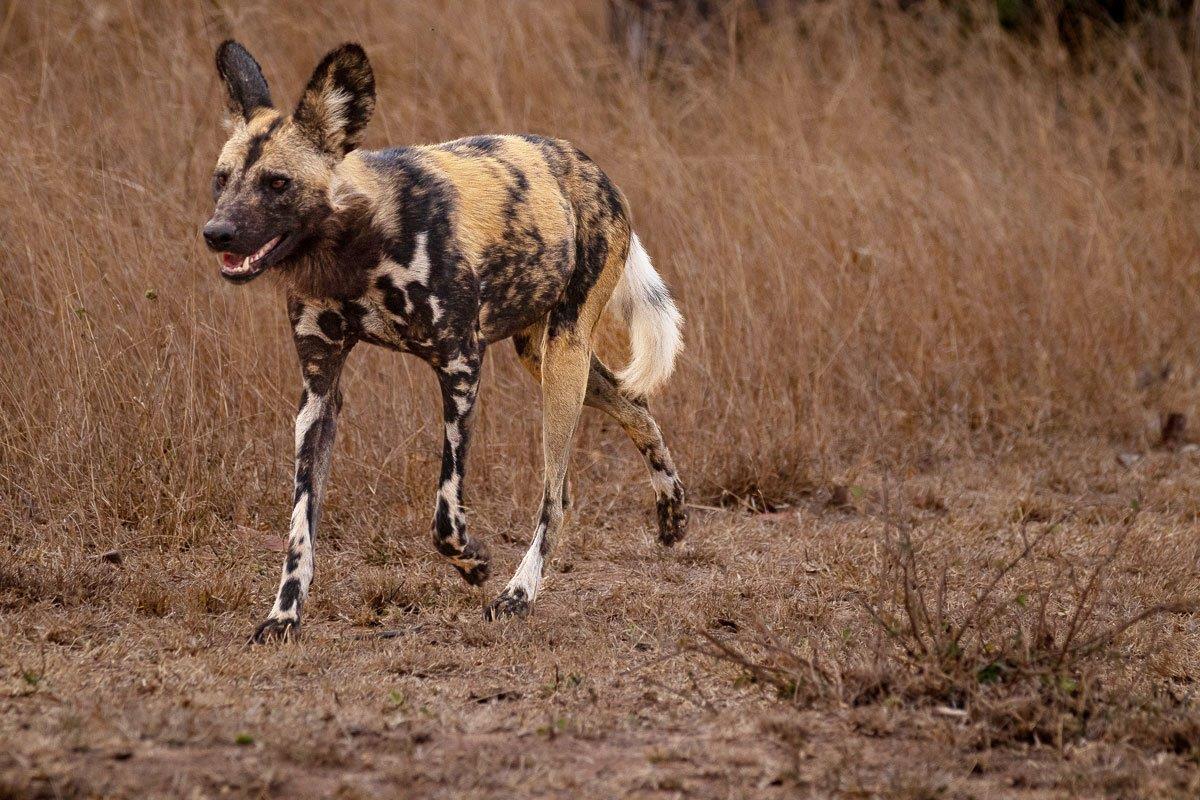 A wild dog on the hunt in the Sabi Sabi Reserve, showcasing the pack's relentless pursuit of prey. A wild dog on the hunt in the Sabi Sabi Reserve, showcasing the pack's relentless pursuit of prey.