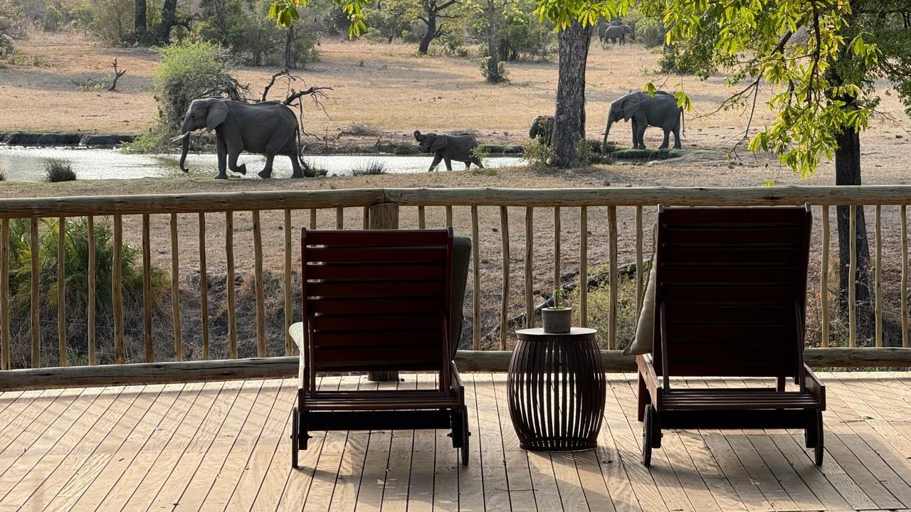 Elephant near Bush Lodge, silhouetted in natural surroundings.