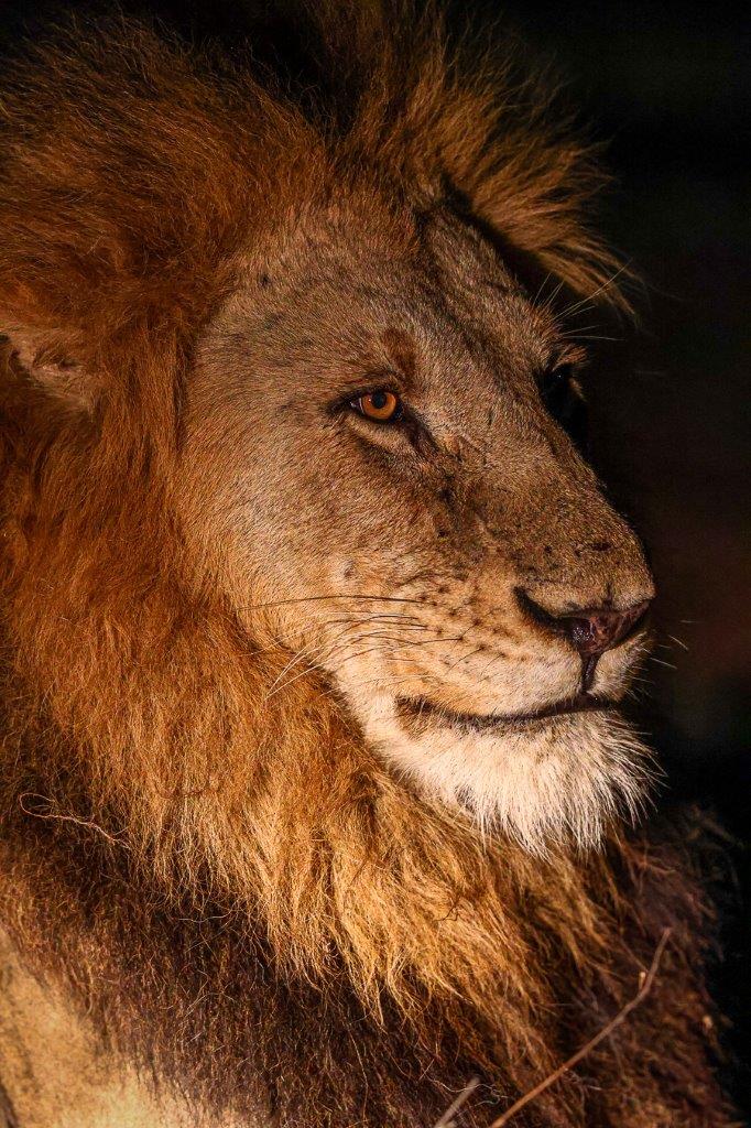 The gijima male lion at night. The gijima male lion at night.