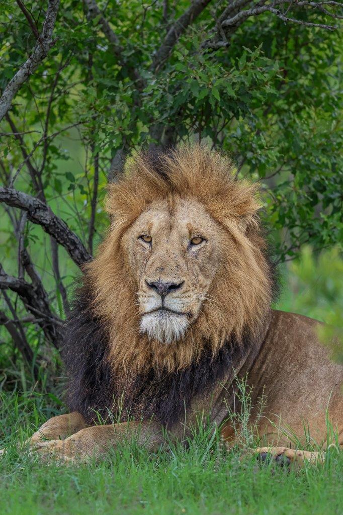 Gijima male lion rests under the shade of a bush near Sabi Sabi. Gijima male lion rests under the shade of a bush near Sabi Sabi.