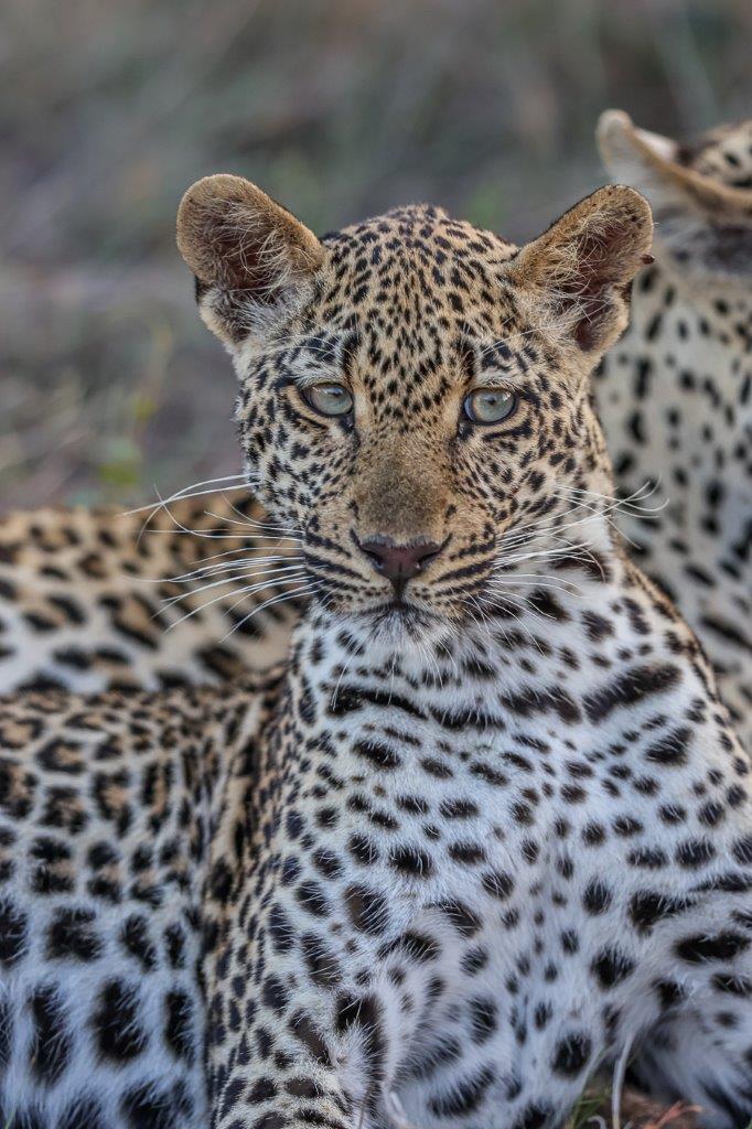 The Tengile cub looks like its growing strong. The Tengile cub looks like its growing strong.