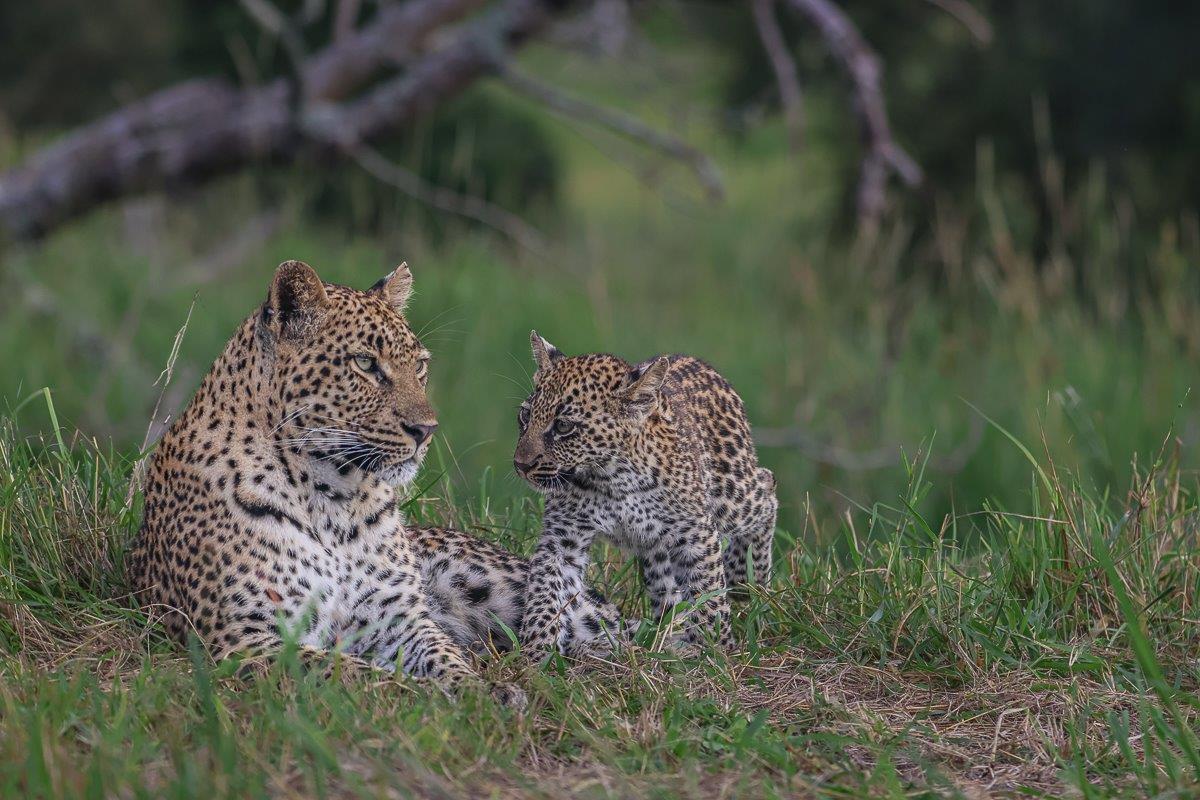 Golonyi and her cub in the grass. Golonyi and her cub in the grass.