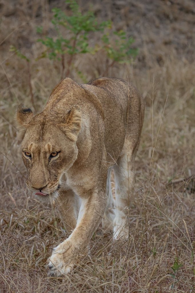 Sabi Sabi Ruan Mey Msuthlu Lion Walks Sabi Sabi Ruan Mey Msuthlu Lion Walks