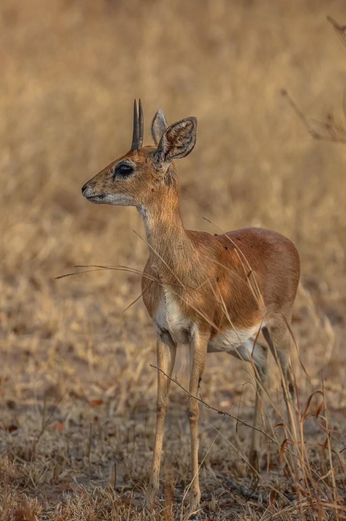Sabi Sabi Ruan Mey Steenbok Sabi Sabi Ruan Mey Steenbok