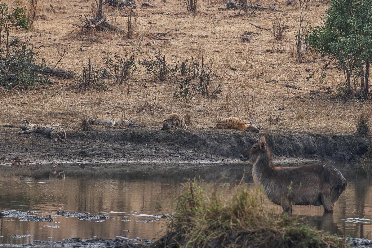 Sabi Sabi Ruan Mey Waterbuck Female Waits For Right Moment Sabi Sabi Ruan Mey Waterbuck Female Waits For Right Moment