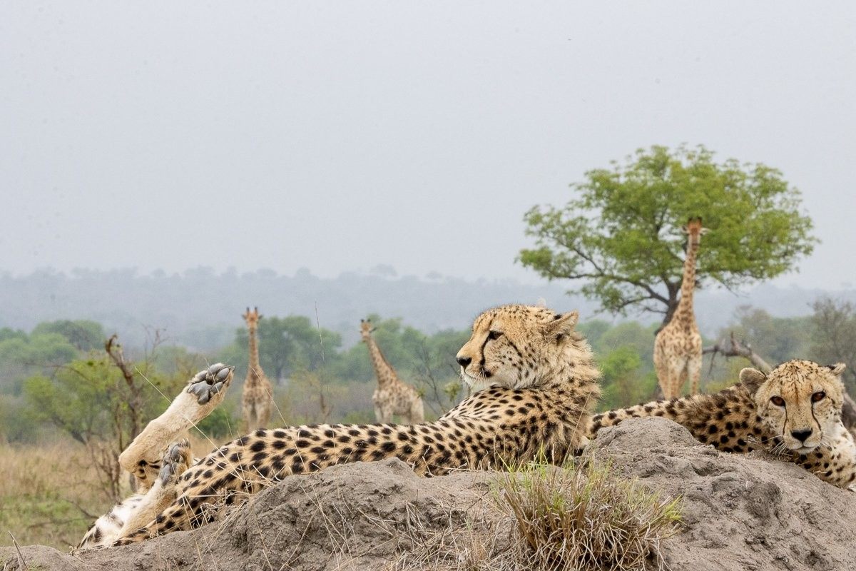 Sabi Sabi Ronald Mutero Cheetahs Resting Sabi Sabi Ronald Mutero Cheetahs Resting