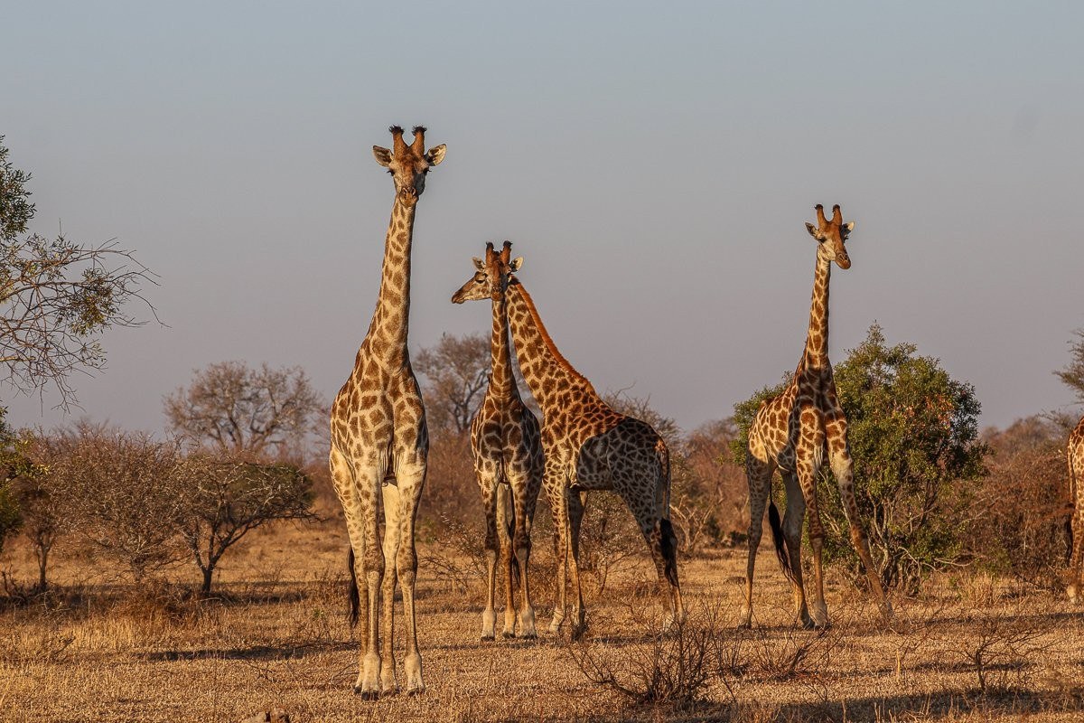 A tower of giraffes. 