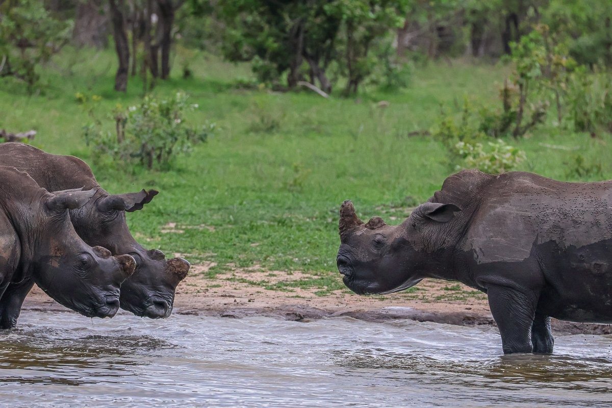 Young rhino bulls playfully sparring in shallow water.