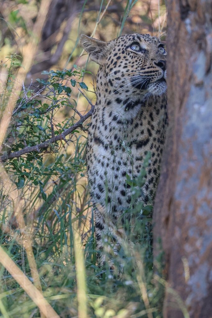 Sabi Sabi Ruan Mey Golonyi Leopard Pregnant Moving Bush