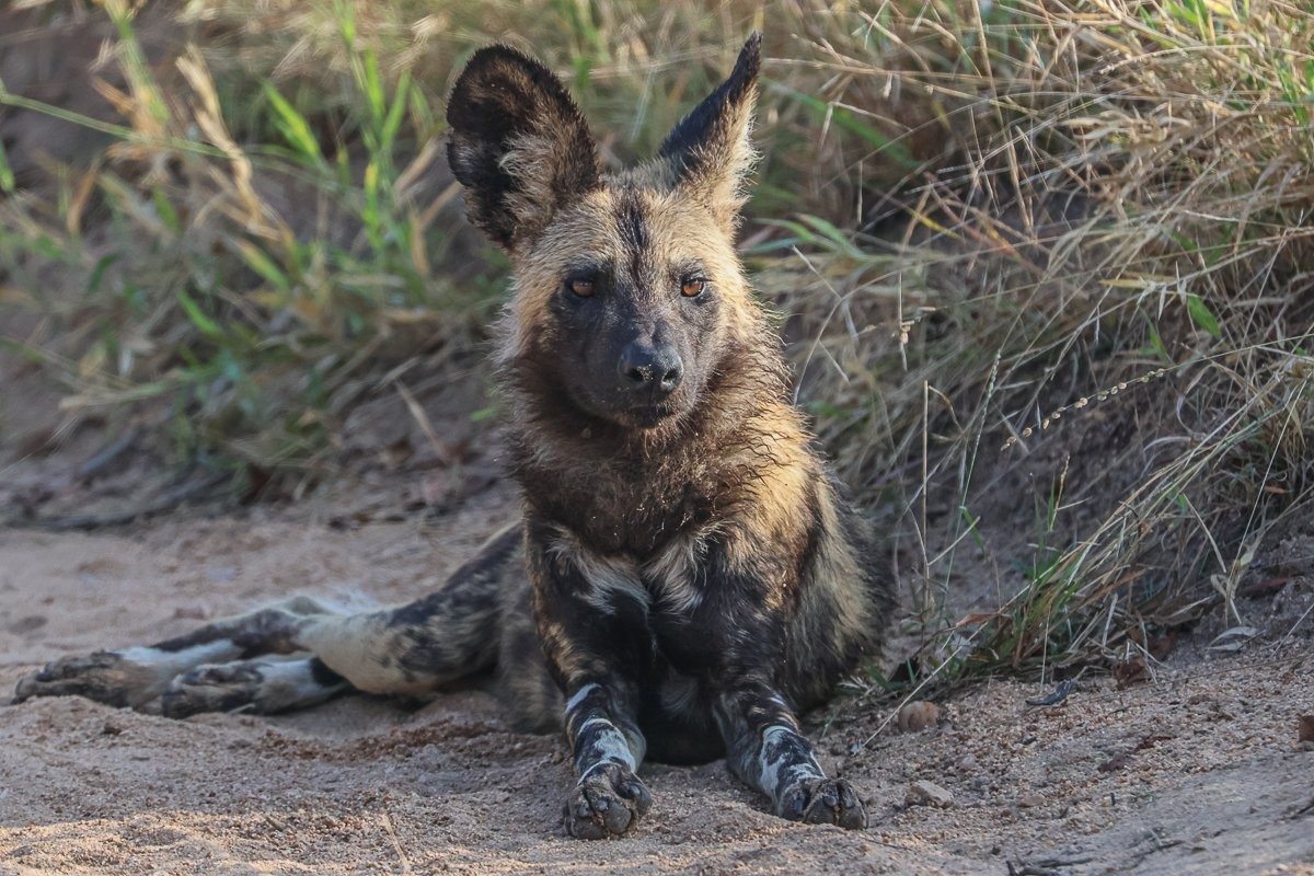 Sabi Sabi Ruan Mey Wild Dogs Moving Through Reserve