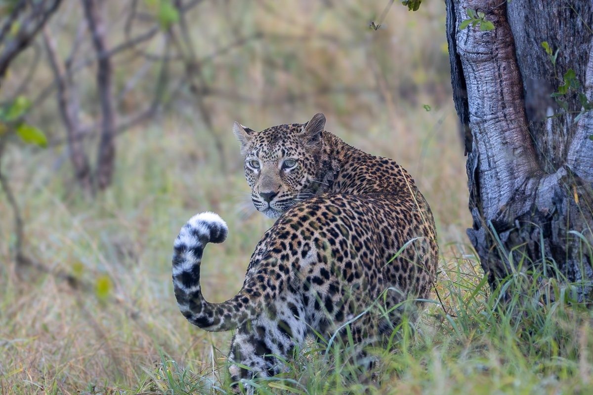 Female leopard grooming herself during a winter morning territorial patrol
