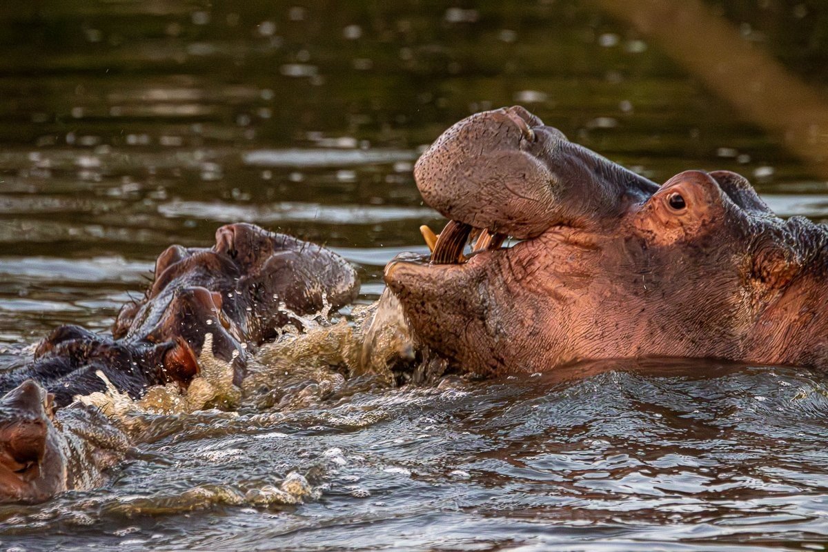 Adult hippo resting in the water with only its head visible above the surface.