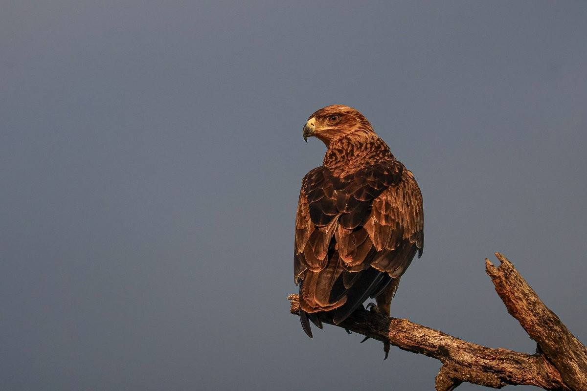 Tawny eagle perched atop a dead tree scanning the surrounding bushveld.