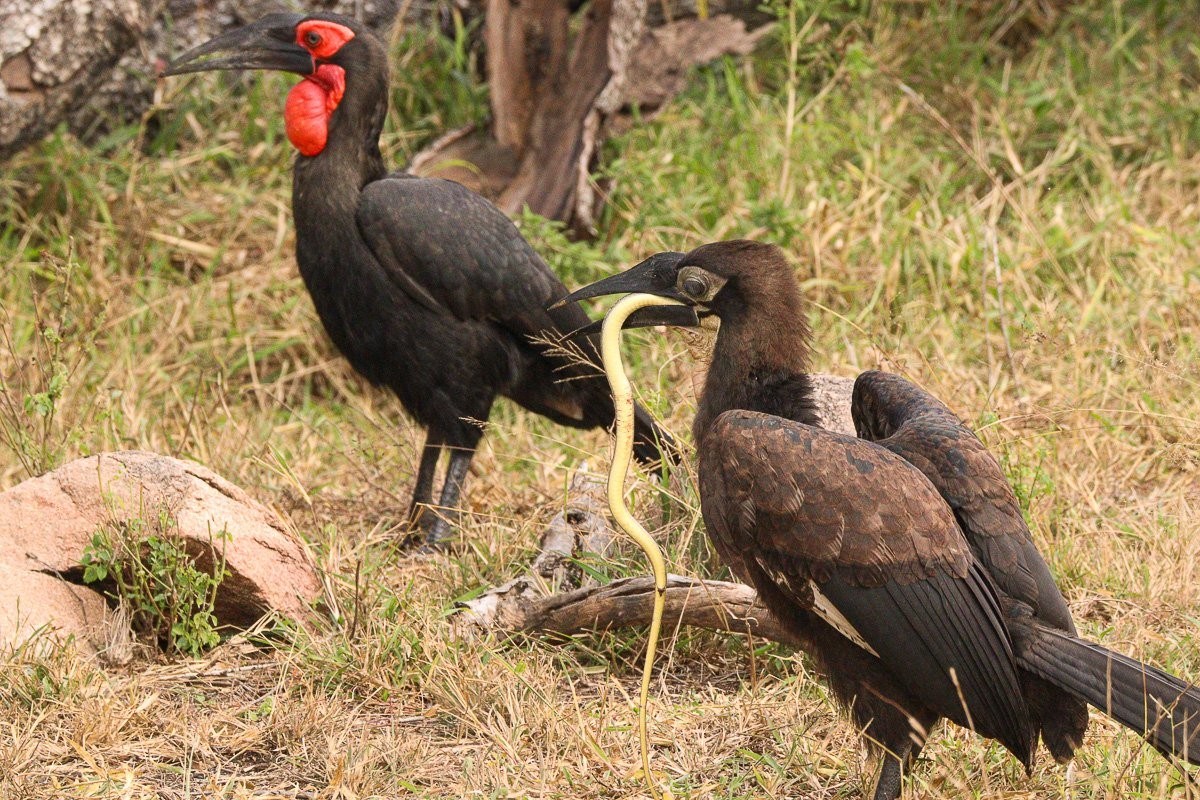 Southern Ground Hornbill handling a snake before feeding it to a juvenile bird.
