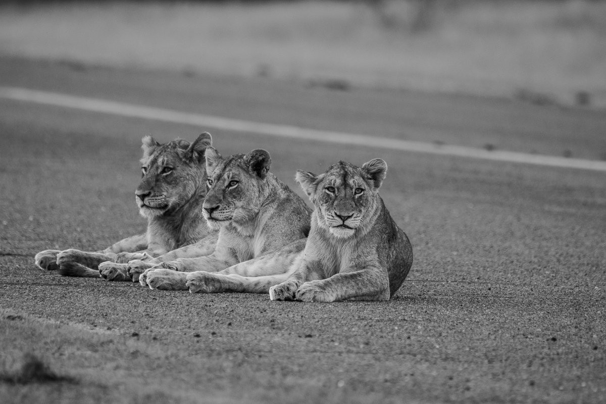Msuthlu Pride focused on a distant group of zebras.