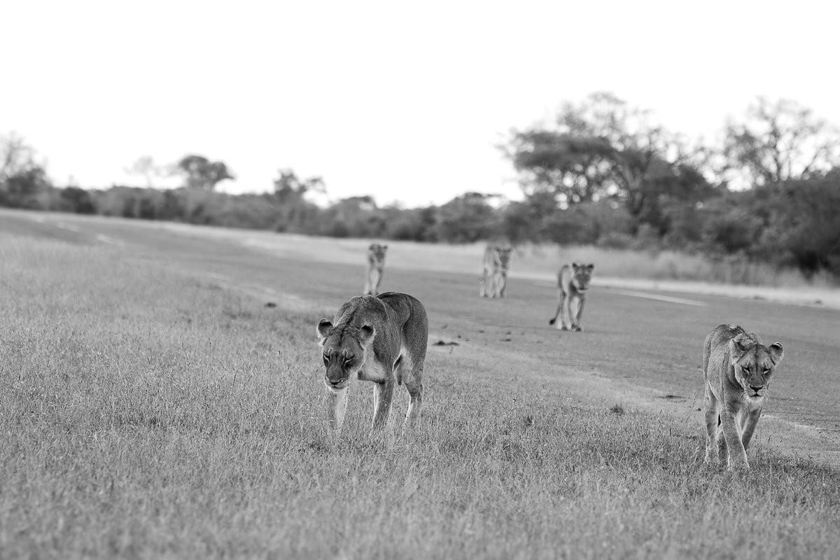 Msuthlu Pride stalking potential prey across the private airstrip.